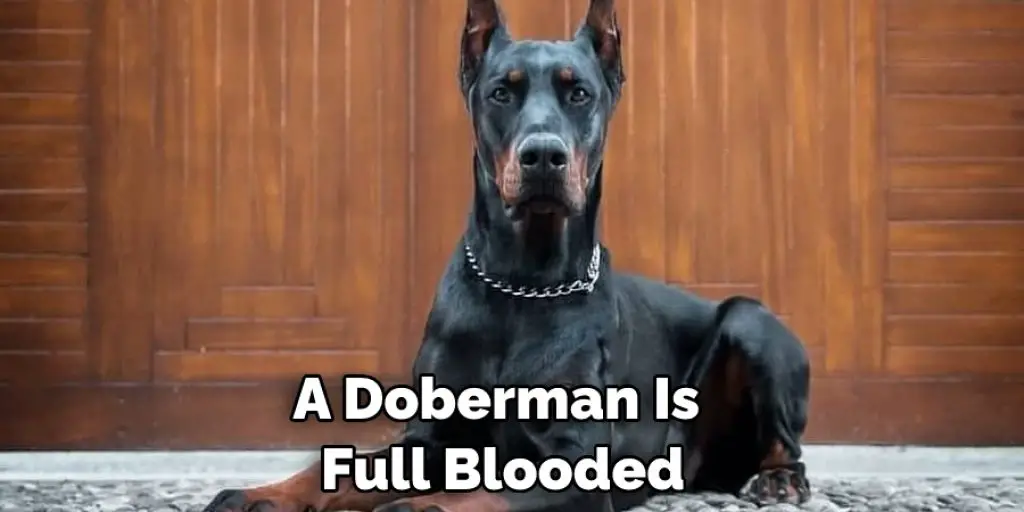 A Doberman Is  Full Blooded