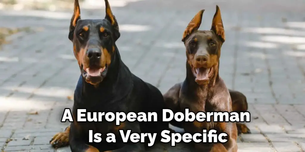 A European Doberman  Is a Very Specific