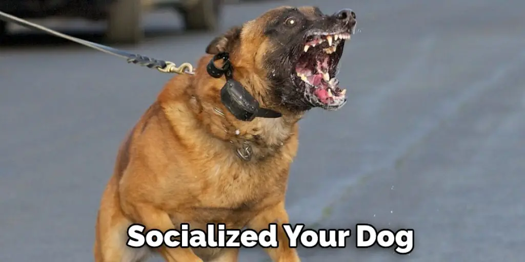 Socialized Your Dog