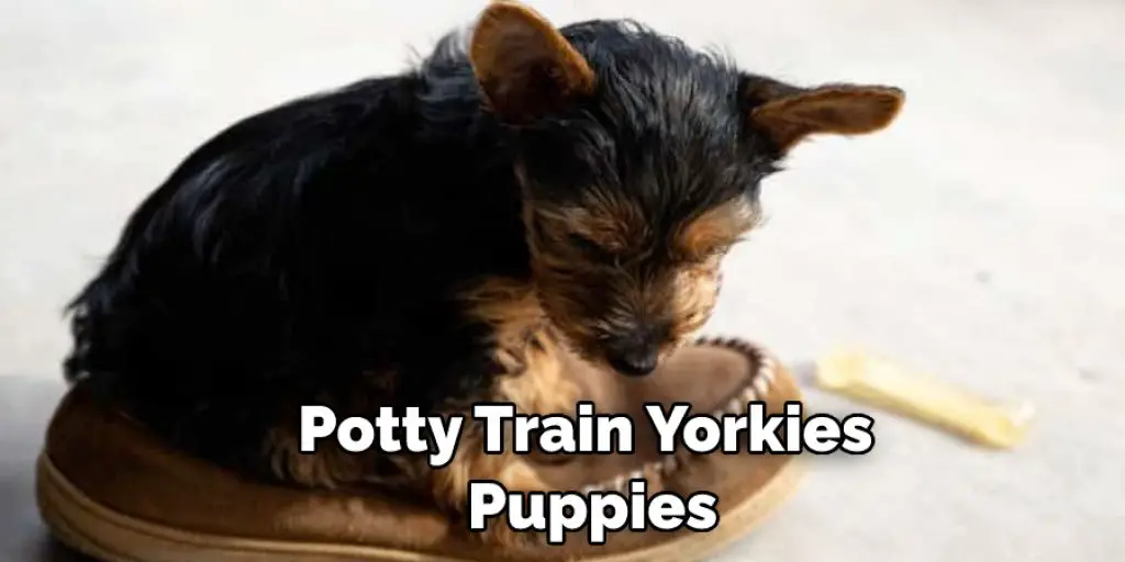 Potty Train Yorkies  Puppies