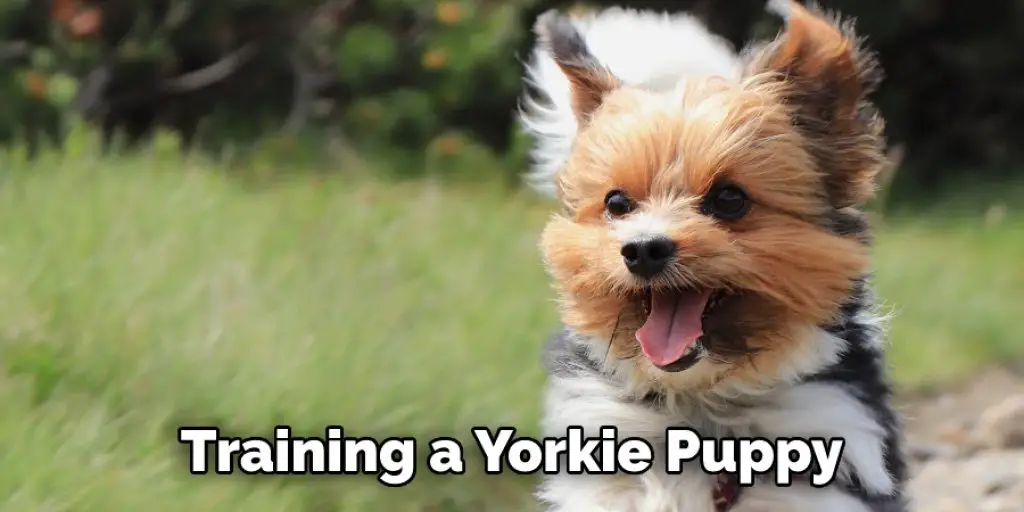 Training a Yorkie Puppy