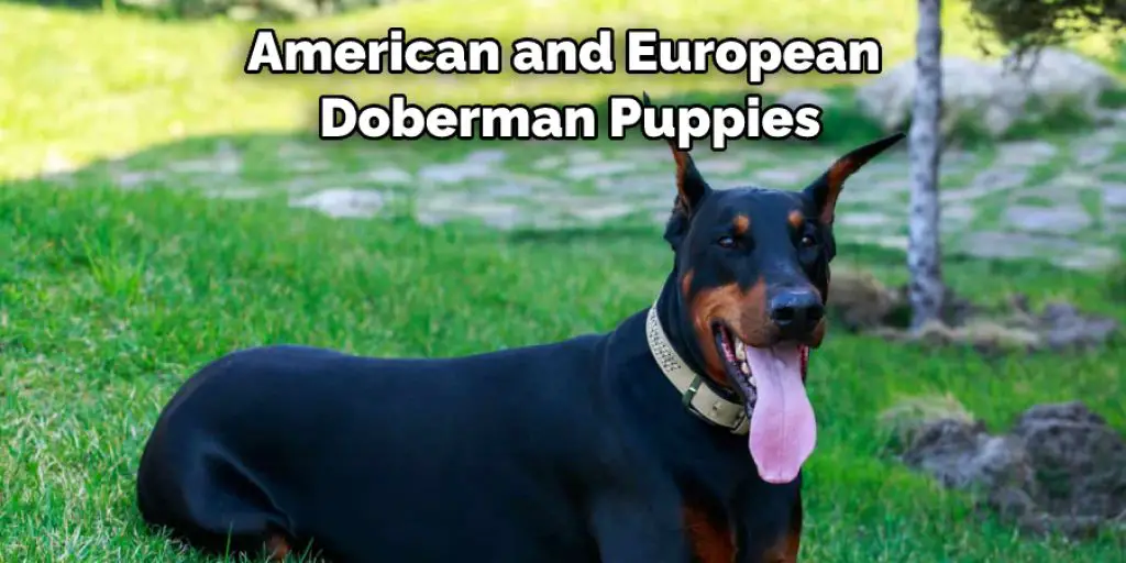 American and European  Doberman Puppies