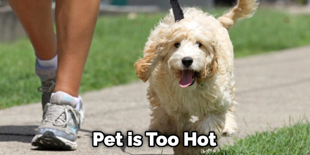  Pet is Too Hot