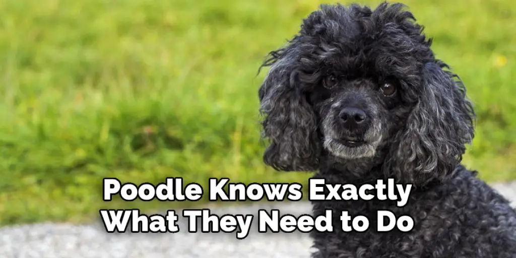 Poodle Knows Exactly What They Need to Do