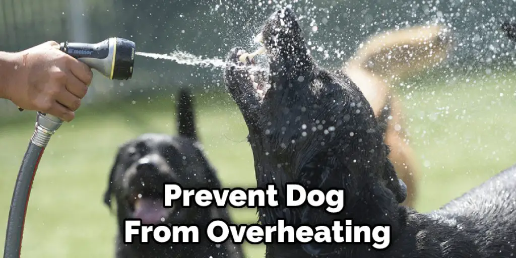 Prevent Dog From Overheating