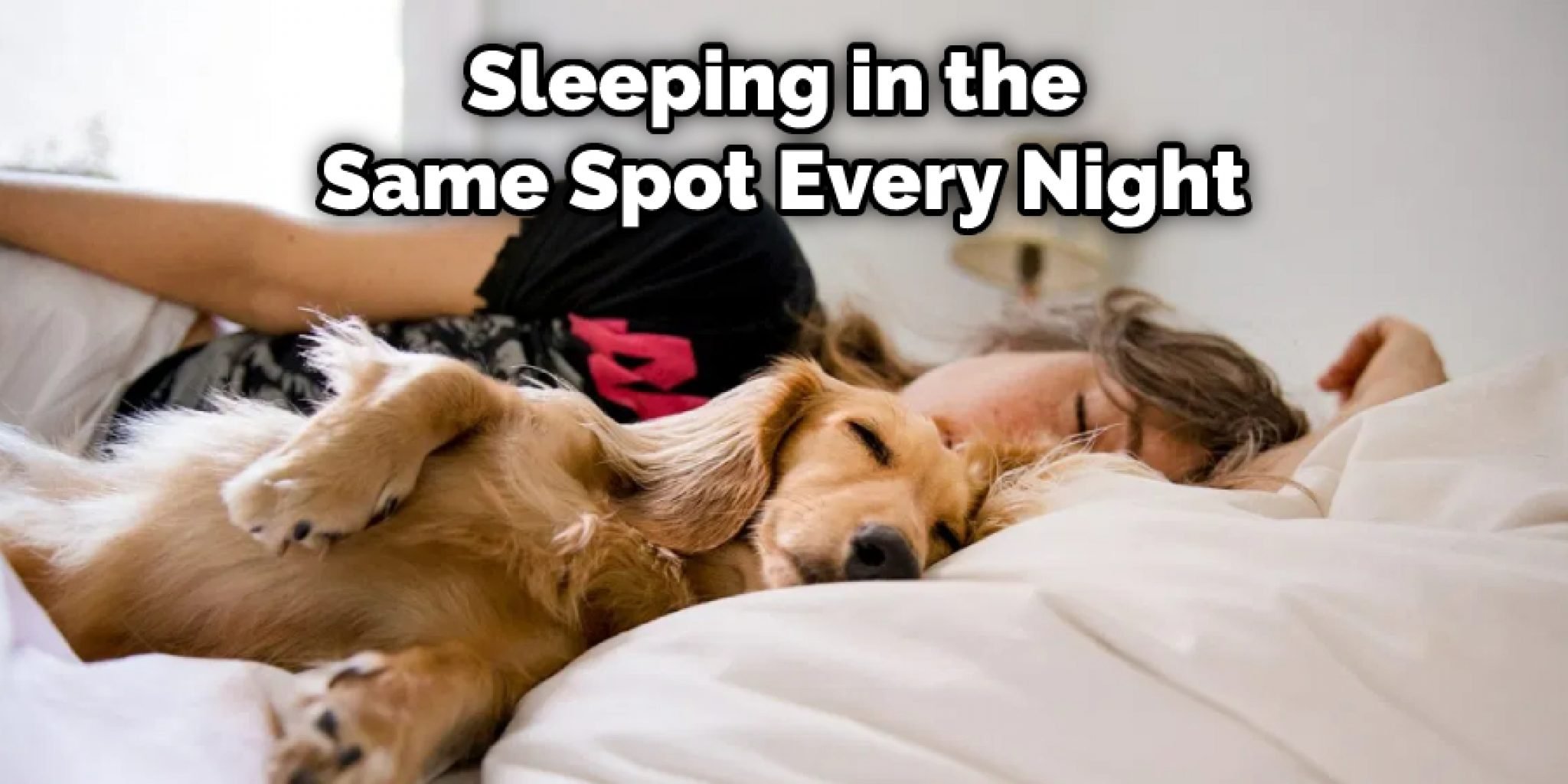 Matted Dog Hair: Best Way To Get Rid Of It - Canine Journal