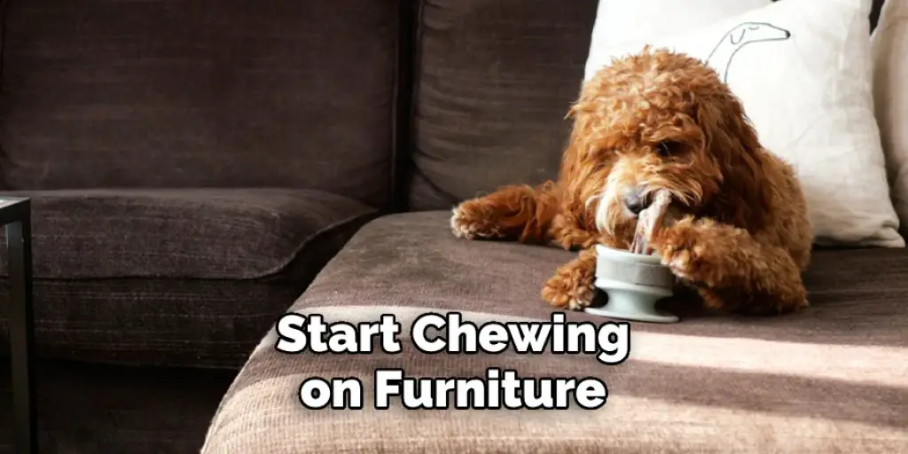 Start Chewing on Furniture