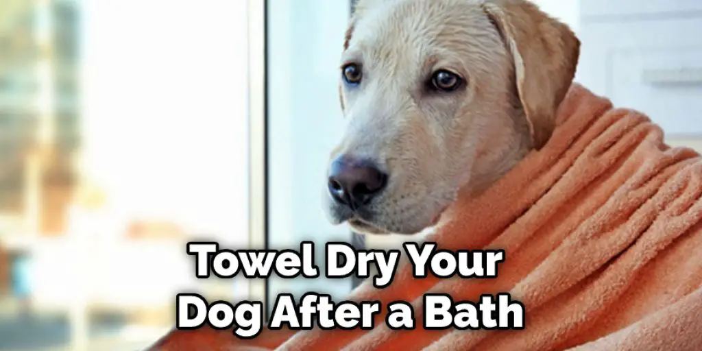 Towel Dry Your  Dog After a Bath