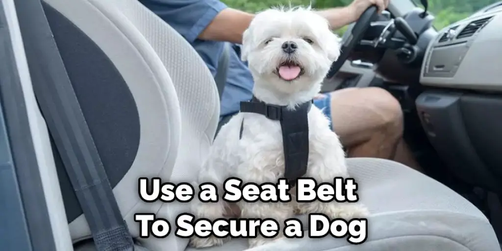 Use a Seat Belt  To Secure a Dog