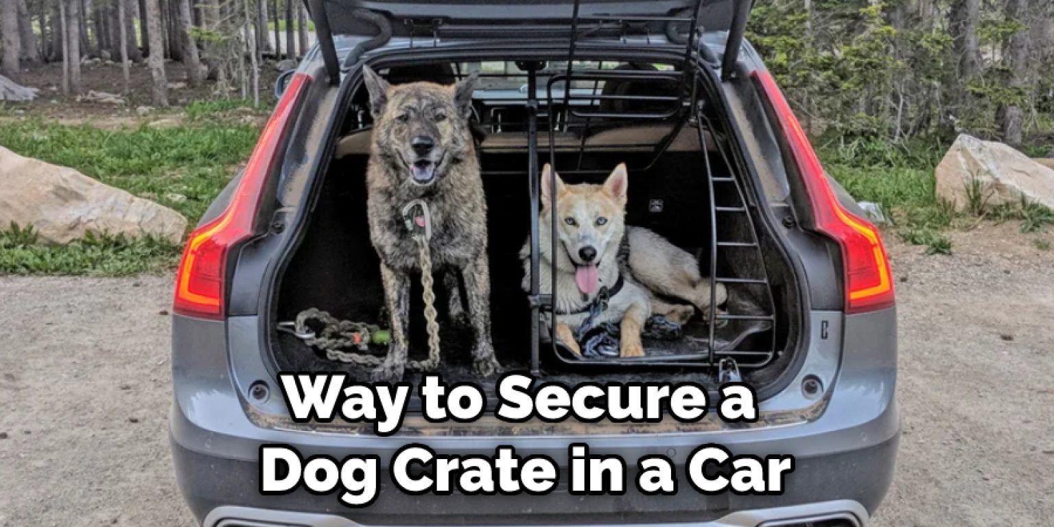 How to Secure Dog Crate in Car | 8 Effective Ways (2024)