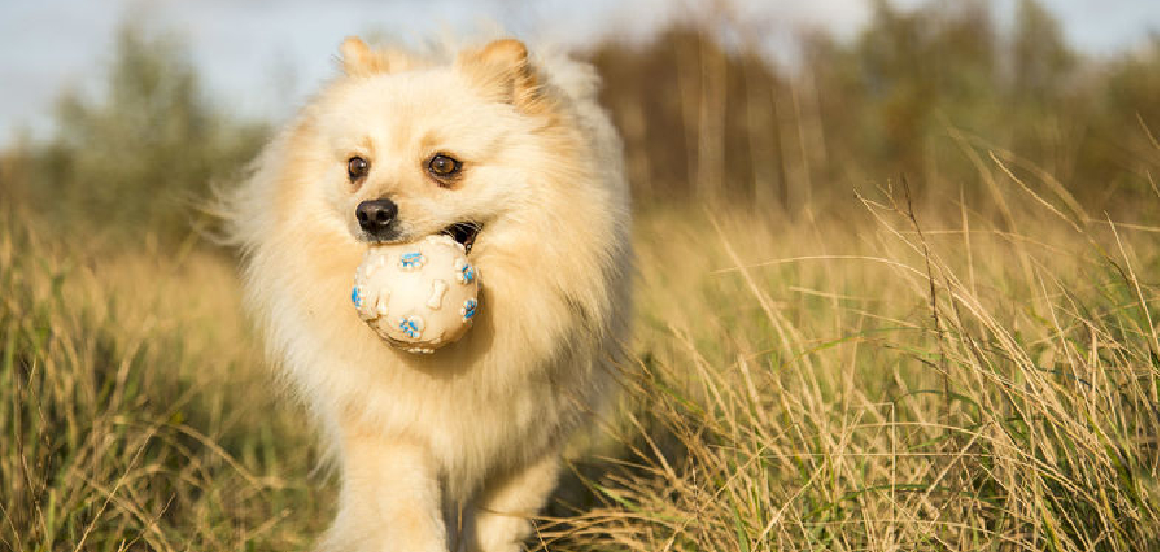 How to Potty Train Pomeranian Puppy Described in 08 Steps