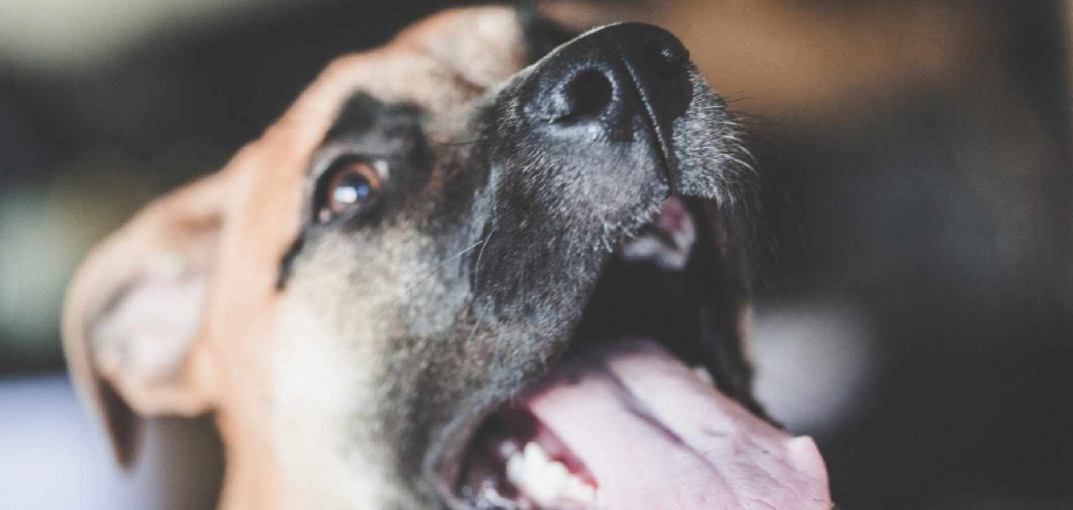 How to Open a Dogs Mouth Explained in 10 Steps (2024)