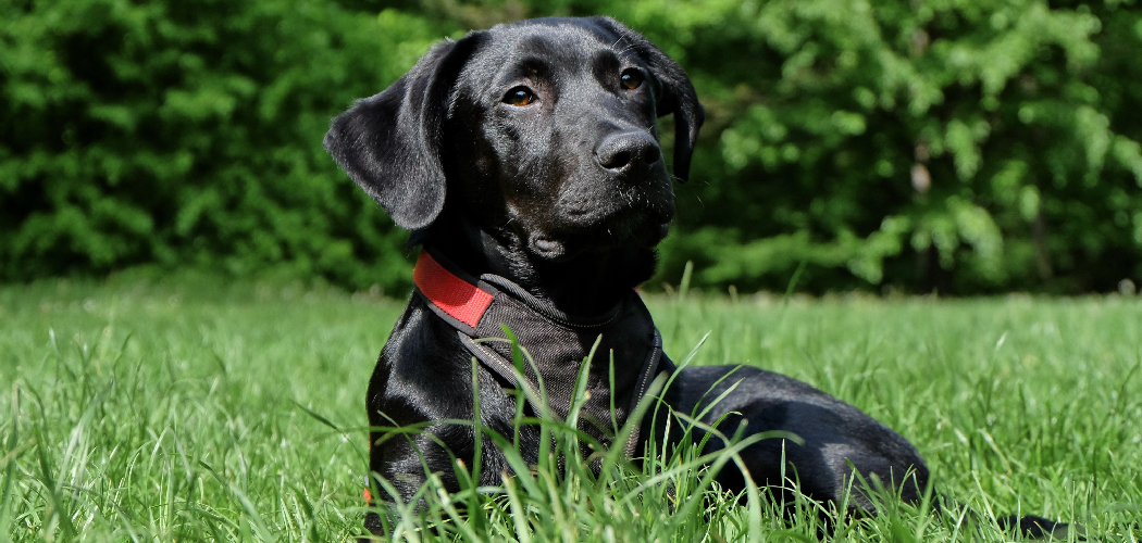 How to Get a Lab Puppy to Stop Biting Described in 08 Steps (2024)