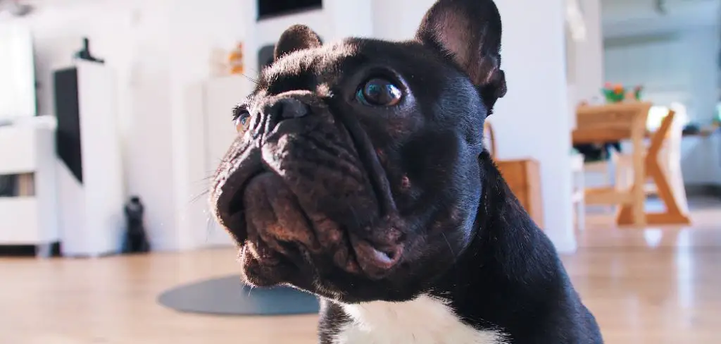 How to House Train a French Bulldog