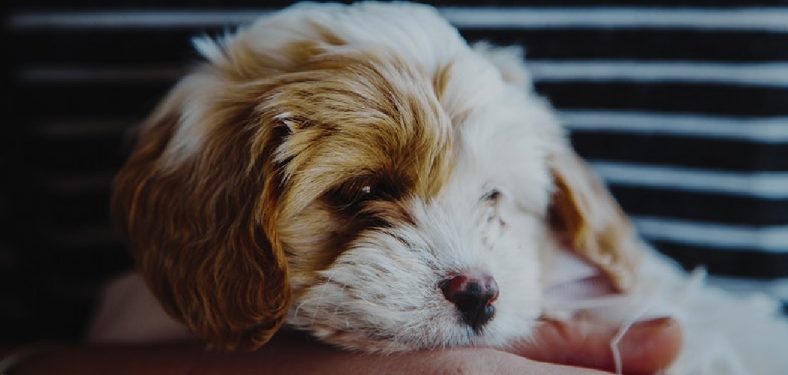 How to Take Care of A Cavapoo Puppy