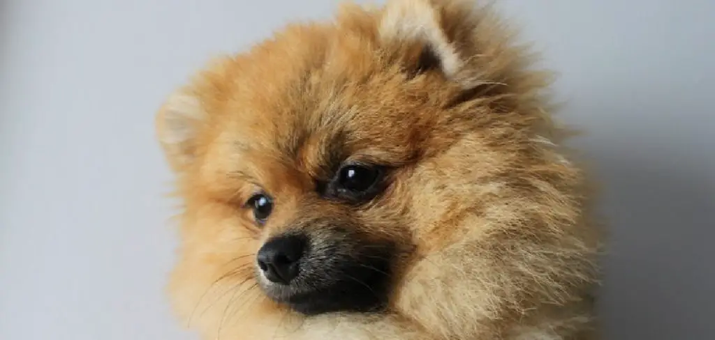 How to Breed Pomeranians