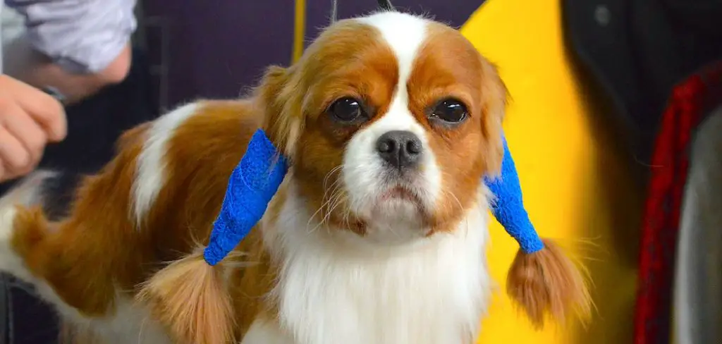 How to Soothe Dogs Ears After Grooming
