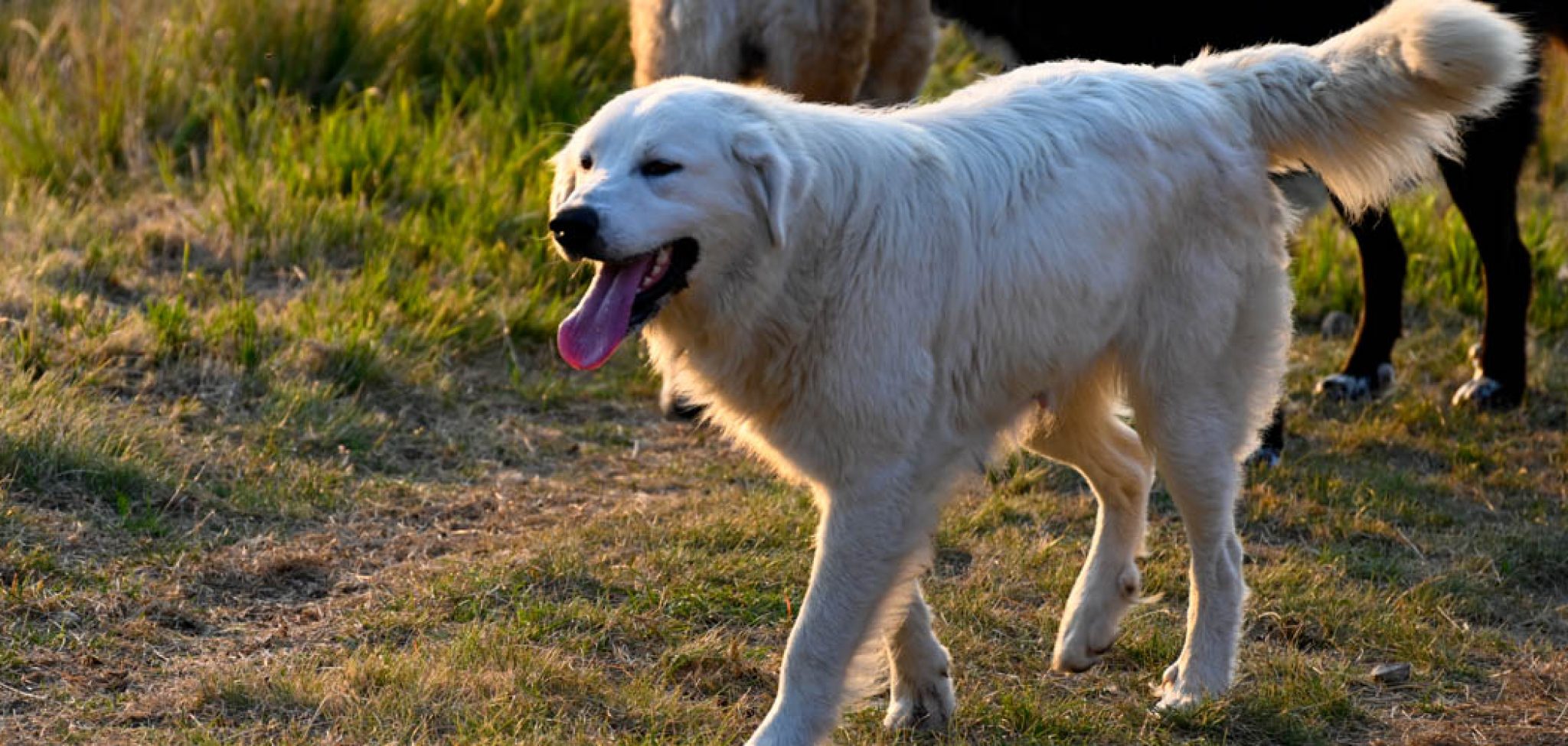 dog-gone-happy-broken-toe