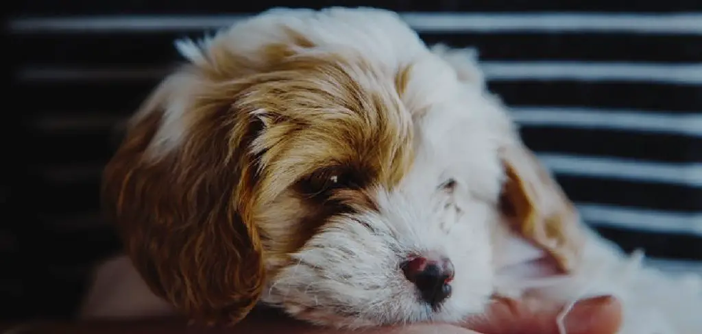 How to Groom a Cavachon