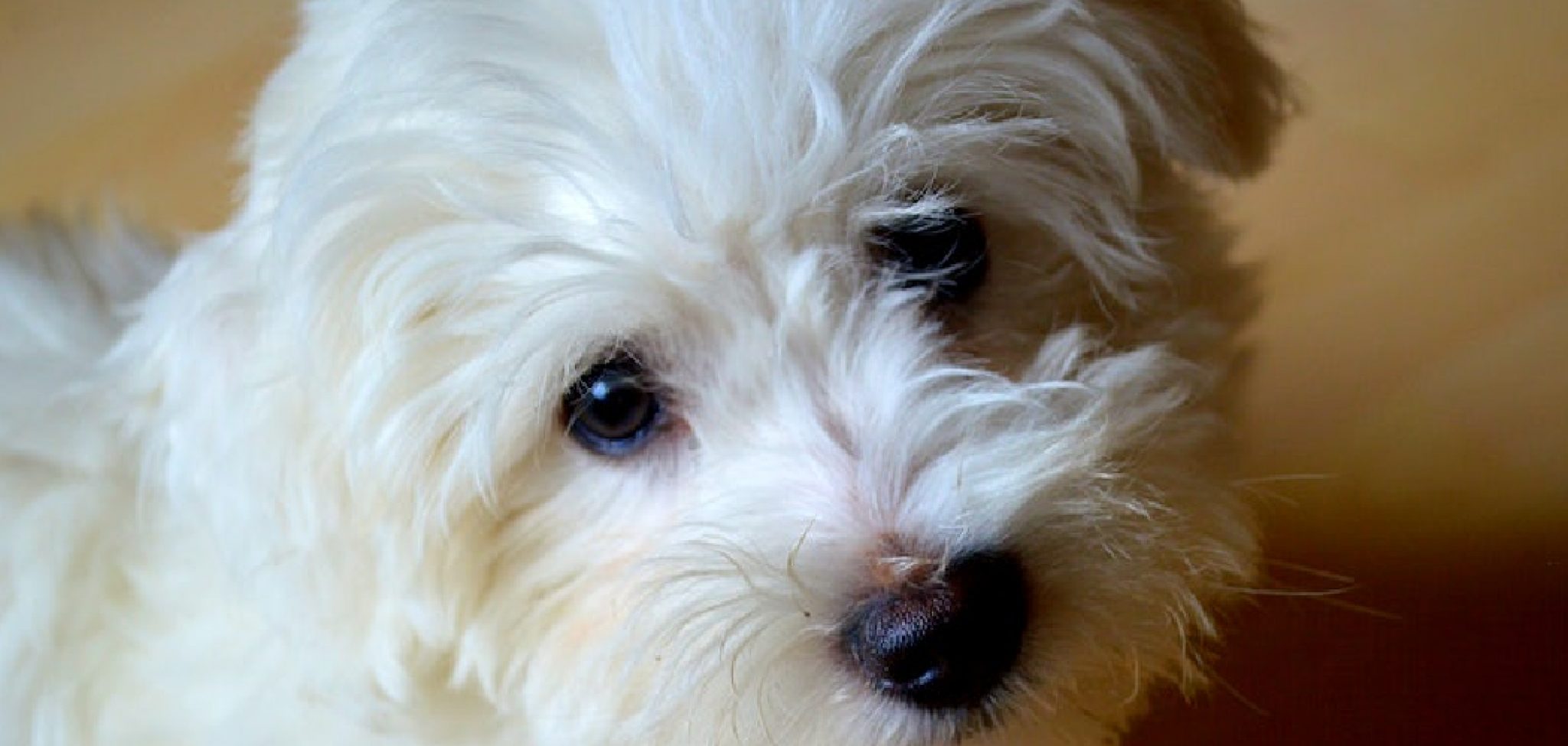 How to Potty Train a Cavapoo Puppy Explained in 09 Steps