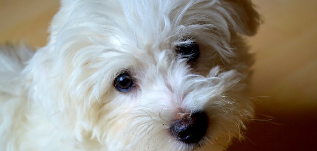 How To Potty Train A Cavapoo Puppy How To Potty Train A Cavapoo Puppy
