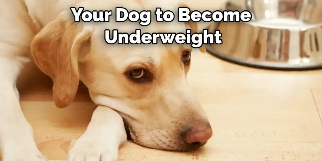 Your Dog to Become Underweight