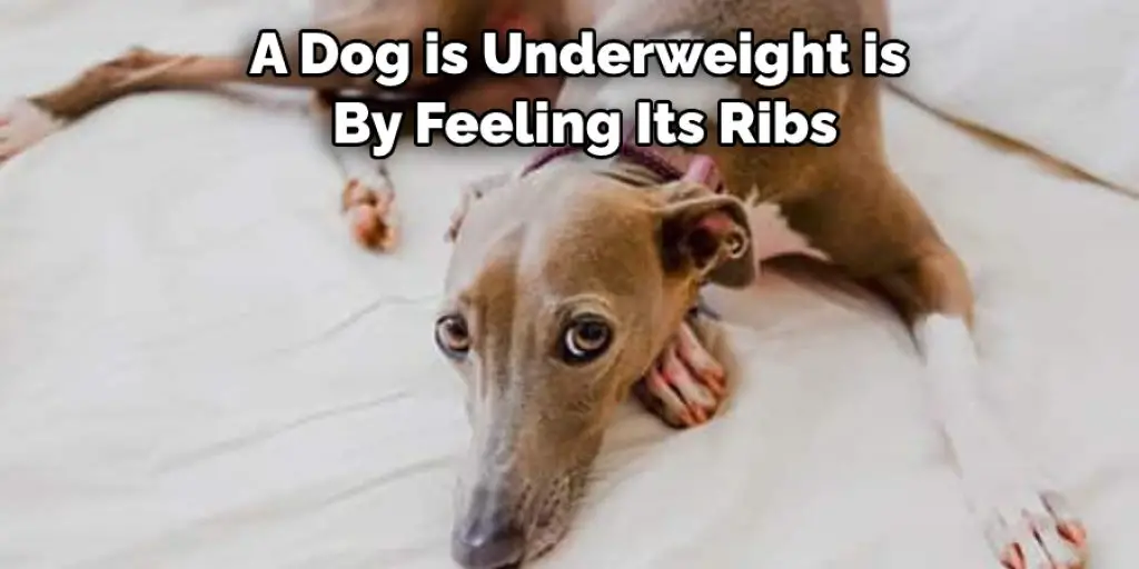 A Dog is Underweight is  By Feeling Its Ribs
