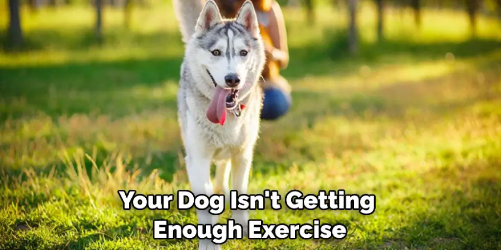 Your Dog Isn't Getting  Enough Exercise