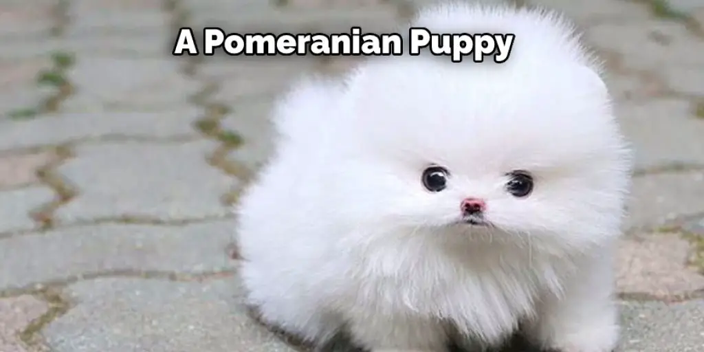 A Pomeranian Puppy
