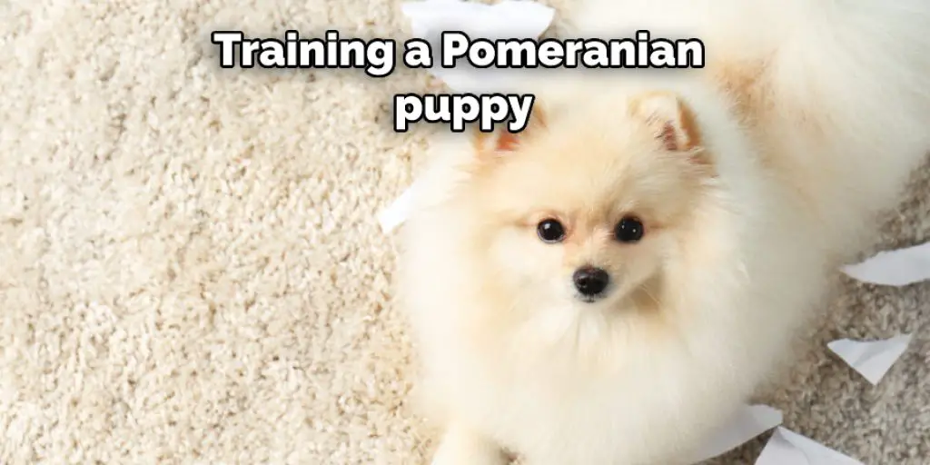 Training a Pomeranian puppy