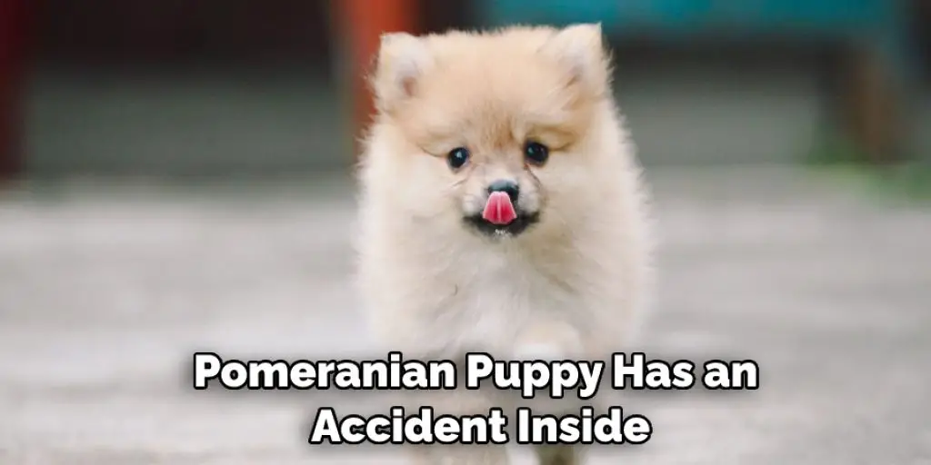 Pomeranian Puppy Has an Accident Inside