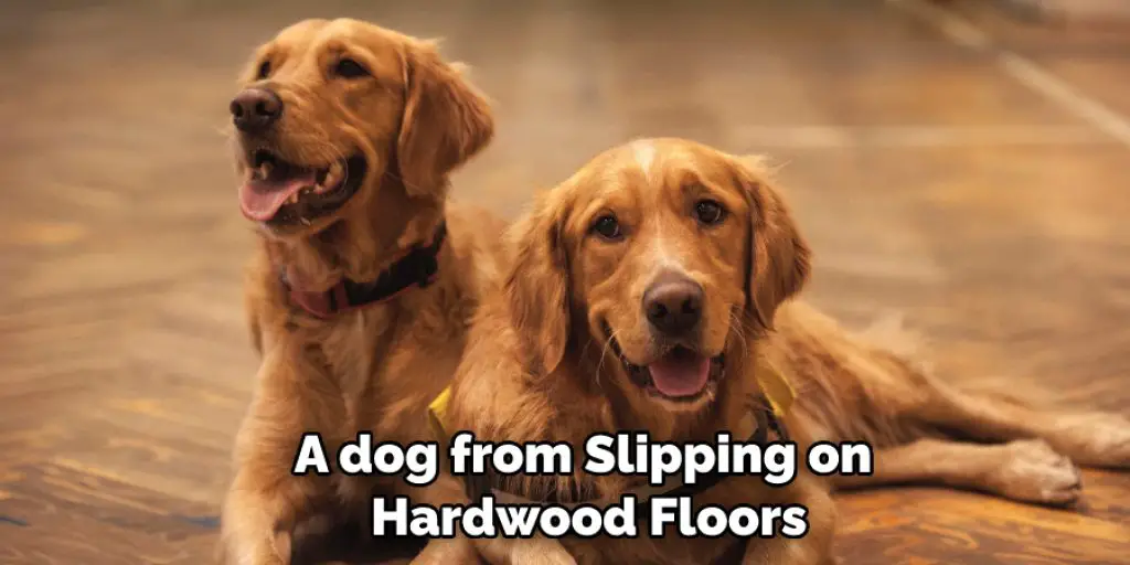 A dog from Slipping on  Hardwood Floors