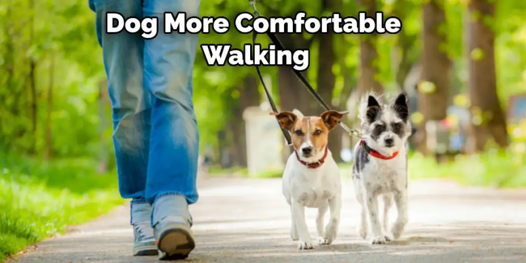 Dog More Comfortable Walking