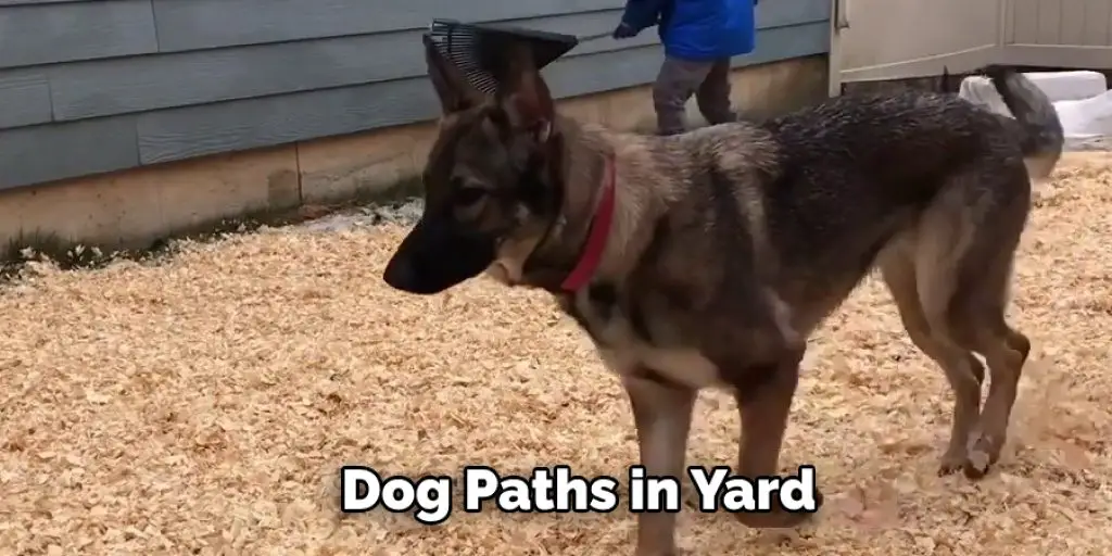 Dog Paths in Yard