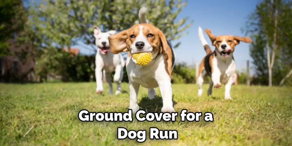 Ground Cover for a  Dog Run