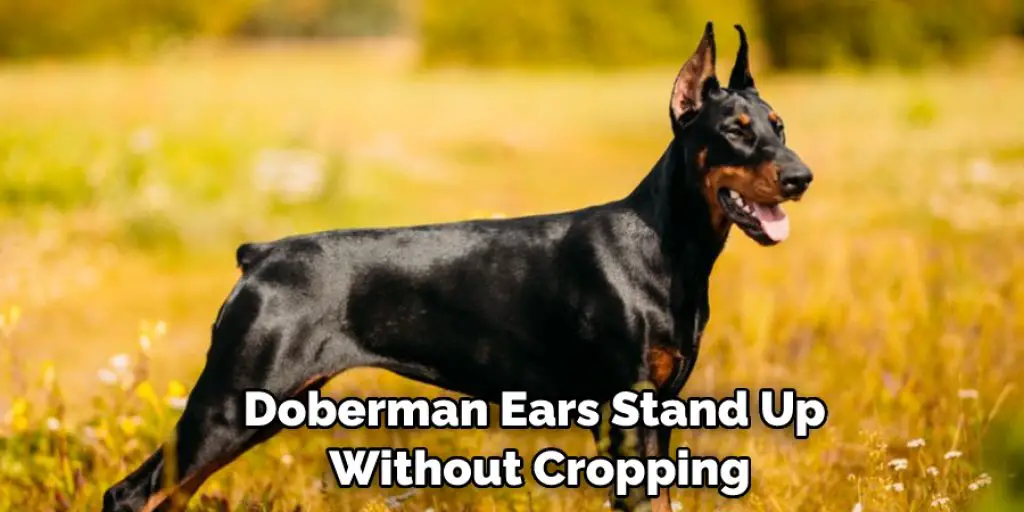 Doberman Ears Stand Up  Without Cropping