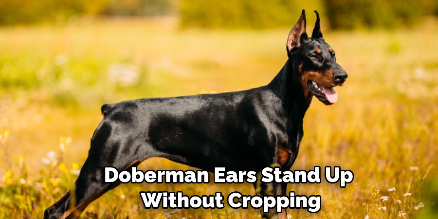 How to Make Doberman Ears Stand Up Without Cropping My Pets Guide