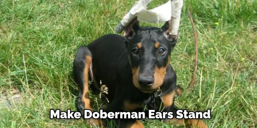 Make Doberman Ears Stand