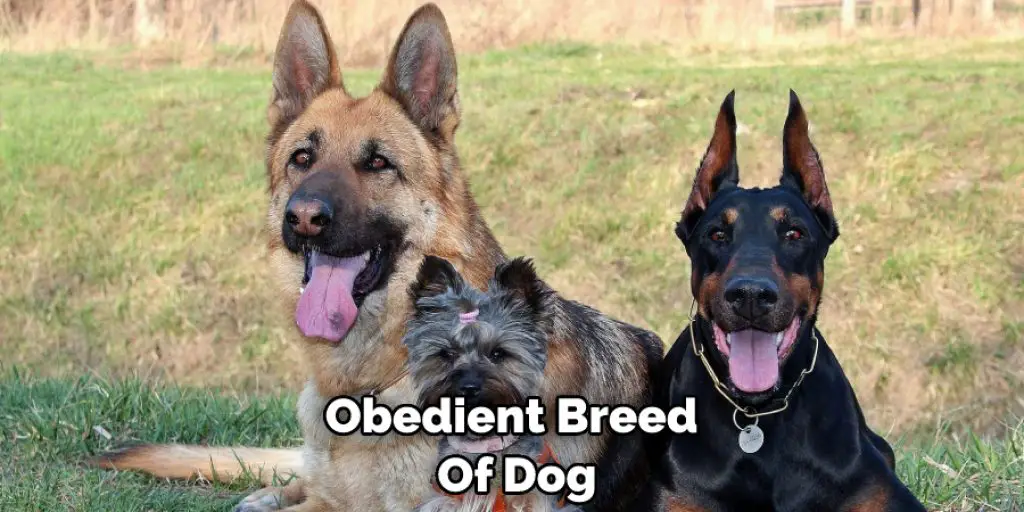 Obedient Breed  Of Dog