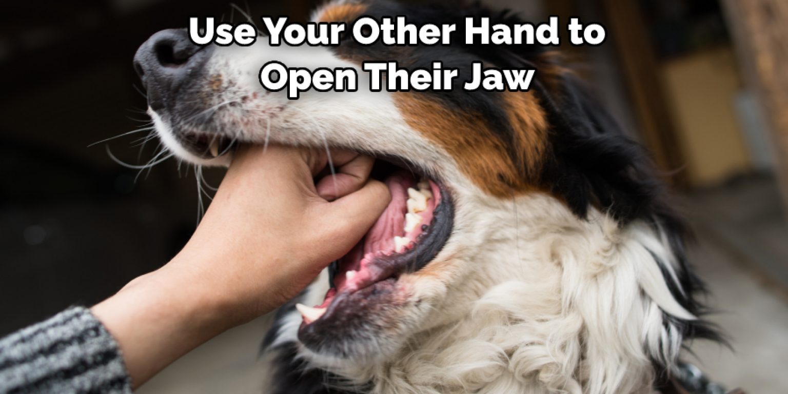 How to Open a Dogs Mouth Explained in 10 Steps (2024)
