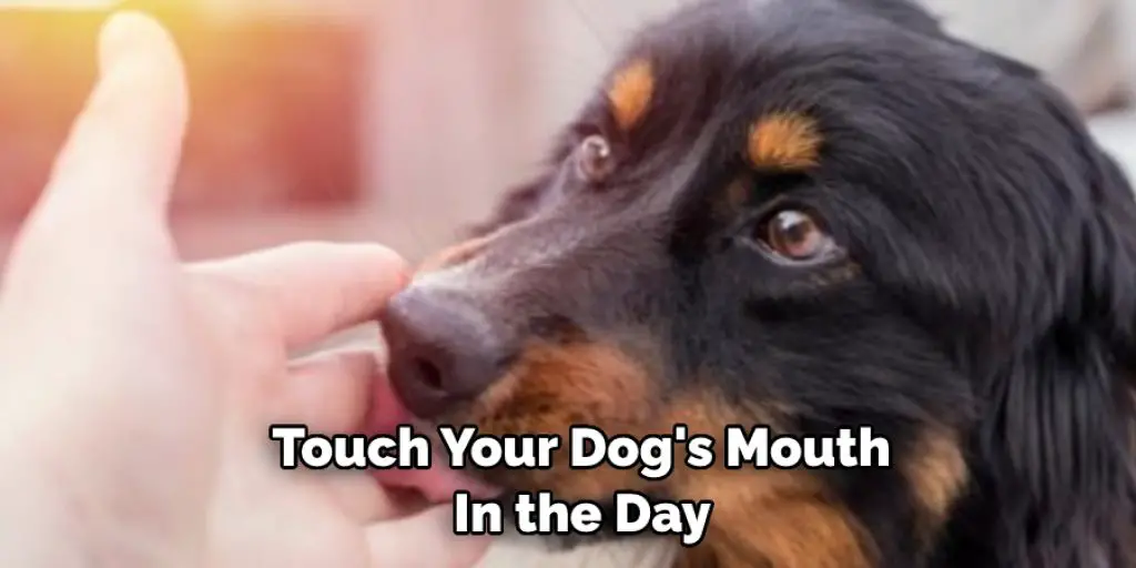 Touch Your Dog's Mouth  In the Day 