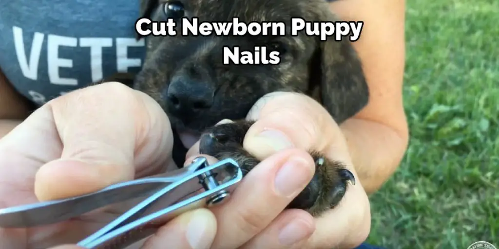 Cut Newborn Puppy Nails