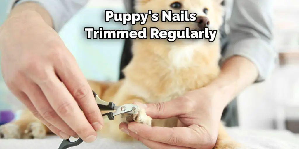  Puppy's Nails  Trimmed Regularly