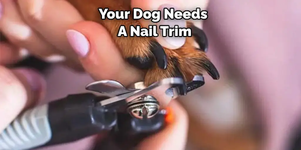 Your Dog Needs  A Nail Trim