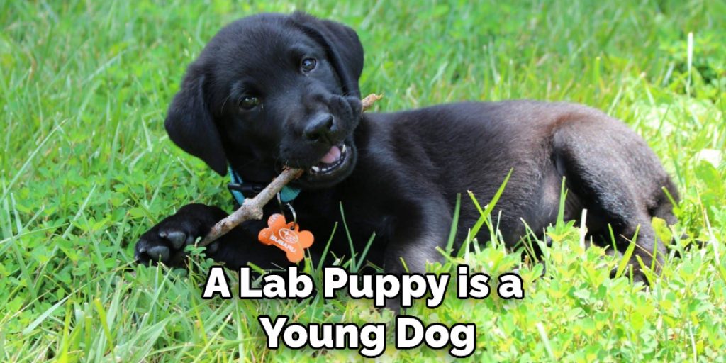 A Lab Puppy is a  Young Dog