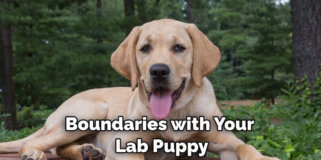 Boundaries with Your  Lab Puppy