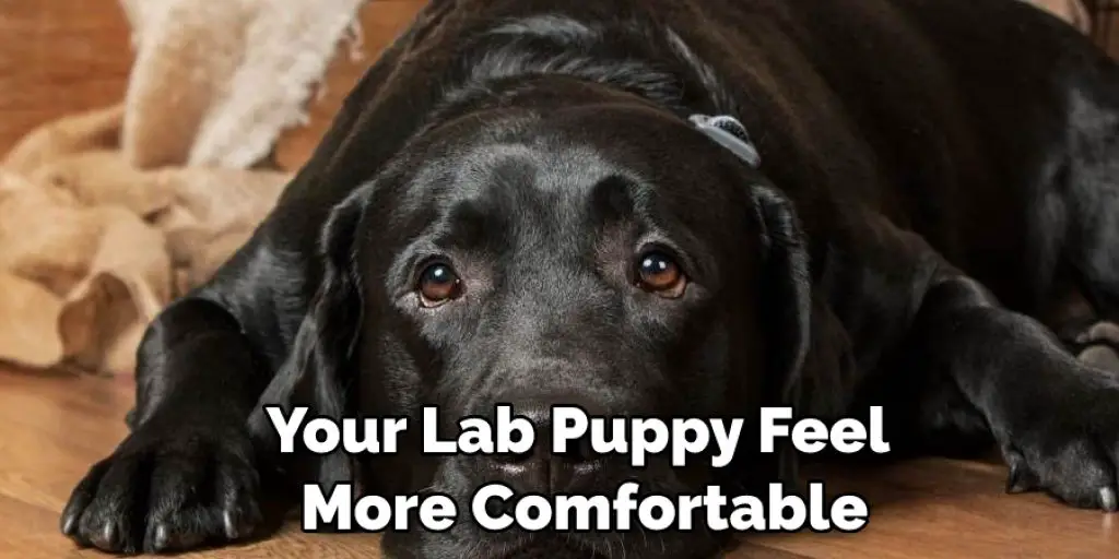 Your Lab Puppy Feel  More Comfortable