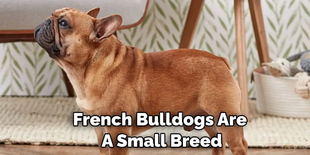 French Bulldogs Are  A Small Breed