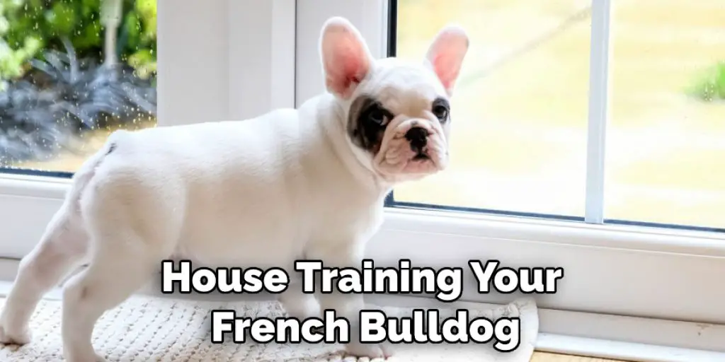 House Training Your  French Bulldog