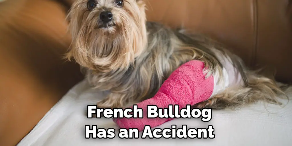  French Bulldog  Has an Accident